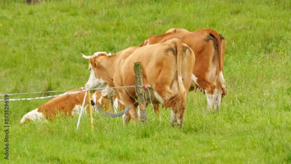 Cows feeding on a vast grassy pasture, surrounded by mountains. Emphasis on sustainable farming. Organic beef cattle. Various cows, bulls, and calves in a fenced pasture, resting under trees. Cows feeding on a vast grassy pasture, surrounded by mountains. Emphasis on sustainable farming. Organic beef cattle. Various cows, bulls, and calves in a fenced pasture, resting under trees.
