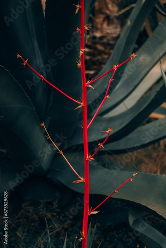 Dyckia remotiflora cactus succulent blooming plant with orange flower bud. Dyckia genius flower native to Argentina, Uruguay, Brazil. Exotic plant. photo