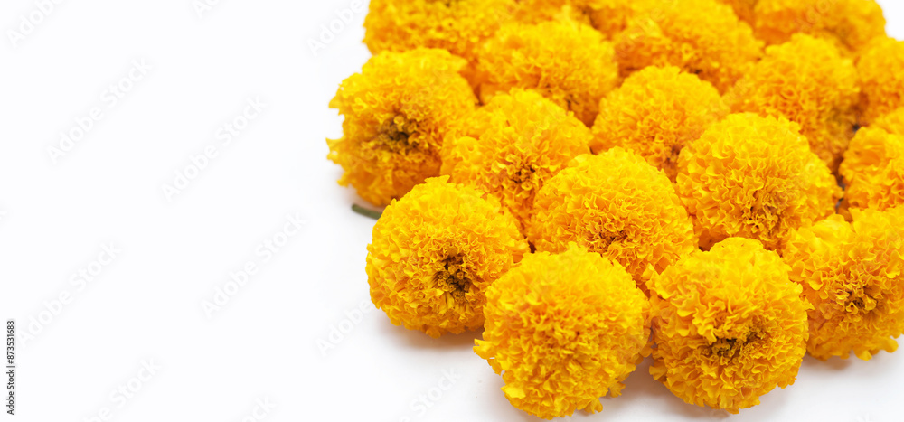 Beautiful golden yellow marigold flowers Beautiful golden yellow marigold flowers