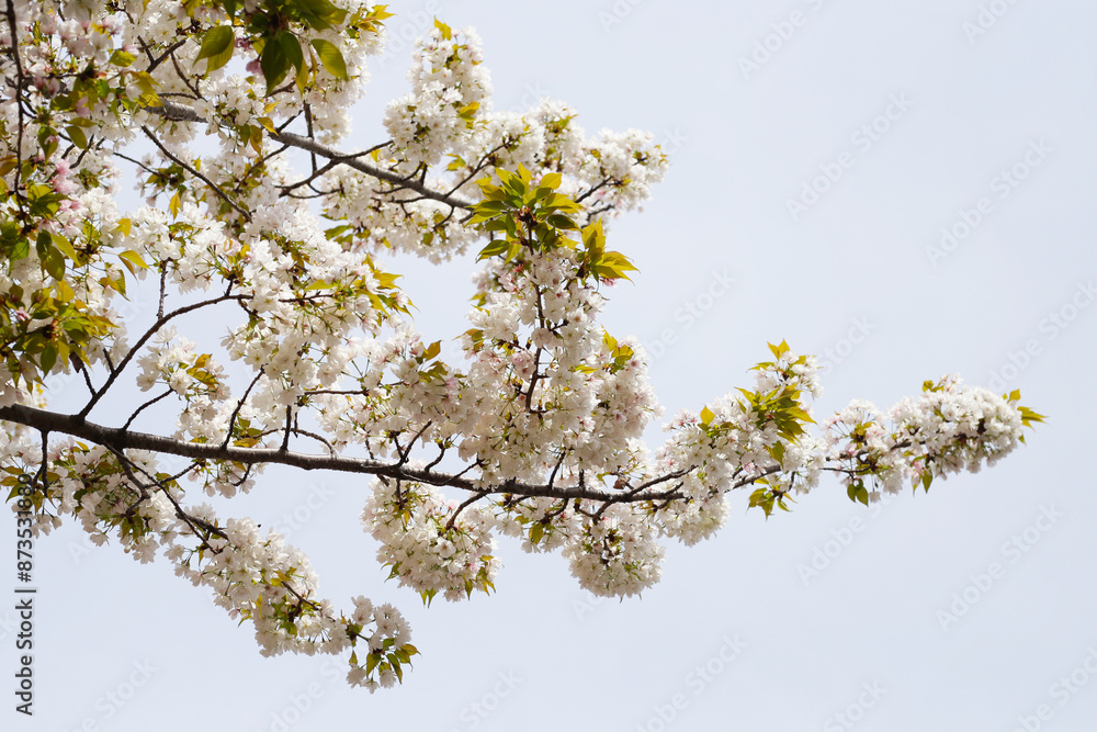 Branches of sakura flowers, cherry blossom Branches of sakura flowers, cherry blossom
