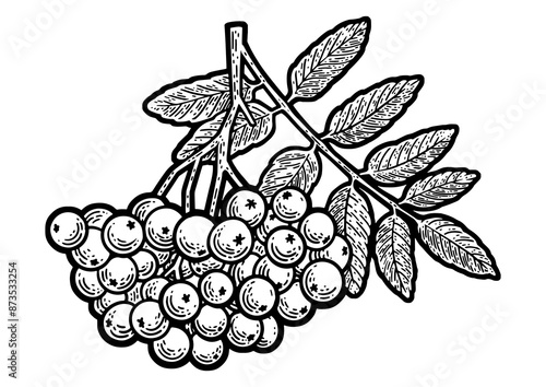 Slika na platnu rowanberry berry plant sketch engraving PNG illustration
