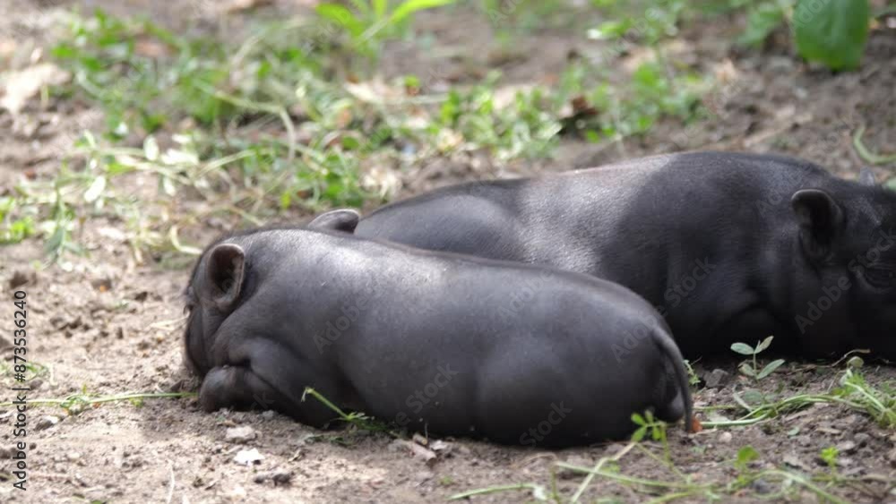 Eco-friendly pen with black pigs. A sow nurses her piglets, and the pigs walk and play on plant-covered soil, happily enjoying the sunlight. Eco-friendly pen with black pigs. A sow nurses her piglets, and the pigs walk and play on plant-covered soil, happily enjoying the sunlight.