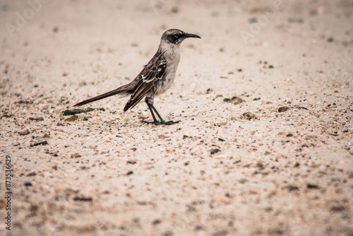 Galapagos Mockingbird Strolling on Sandy Shore