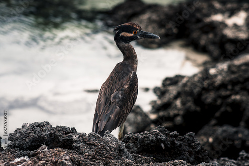 Galapagos Heron Posing on Coastal Rocks photo