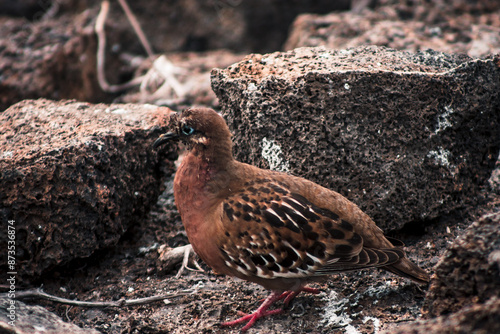 Galapagos Dove on Volcanic Terrain photo