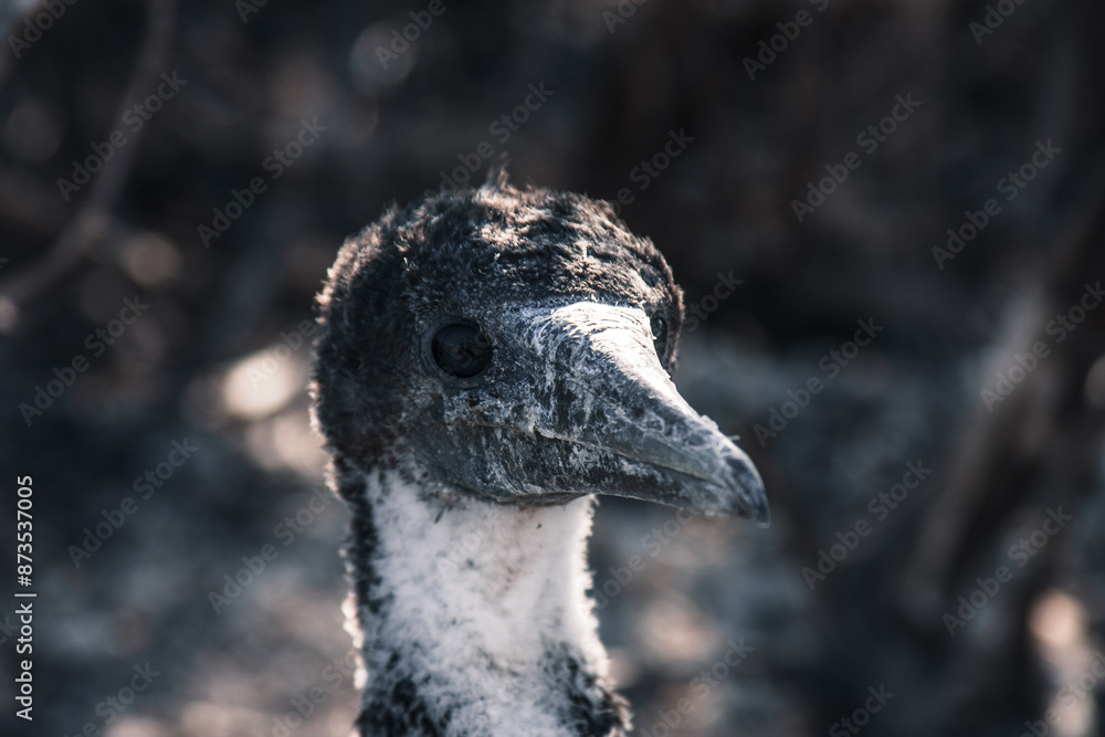 Galapagos Baby Booby Close-Up Portrait Galapagos Baby Booby Close-Up Portrait