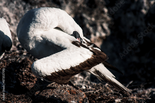 Galapagos Nazca Booby Preening on Rocky Shore photo