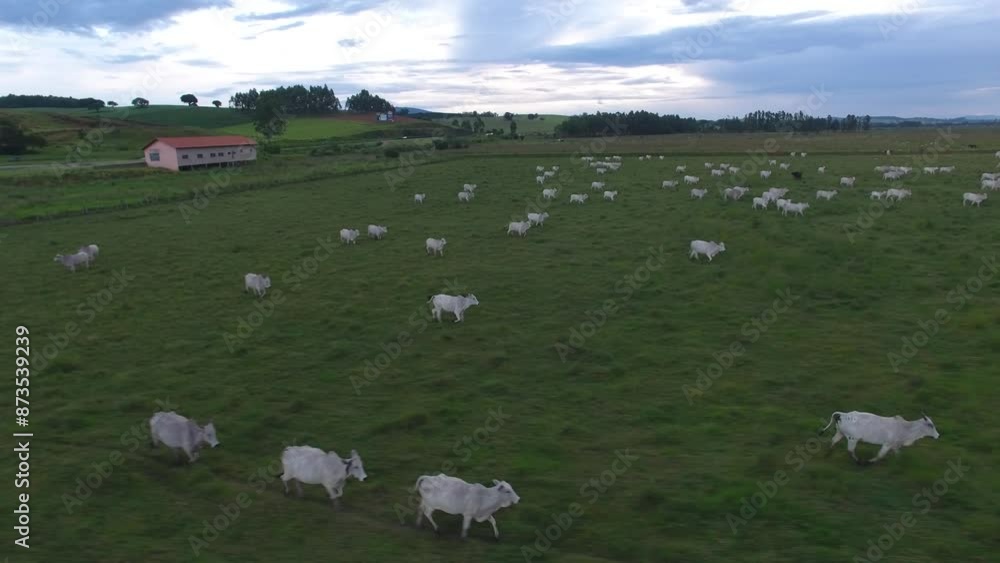 Aerial view of herd of cattle in pasture - Pouso Alegre, Minas Gerais, Brazil Aerial view of herd of cattle in pasture - Pouso Alegre, Minas Gerais, Brazil
