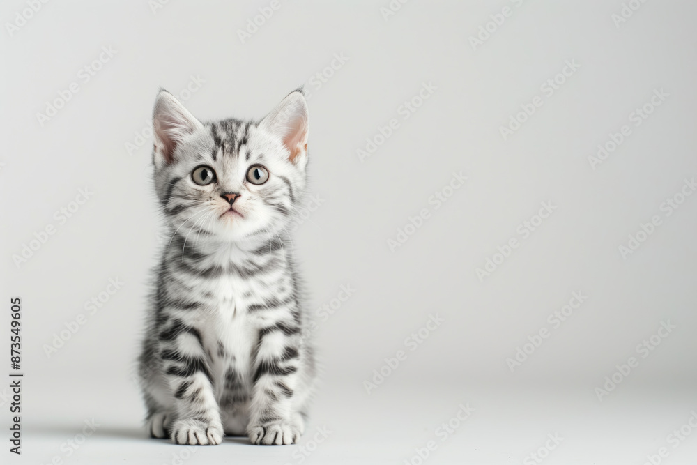 Obraz premium Young American Shorthair Kitten Cat with Traditional Markings, White Studio Background
