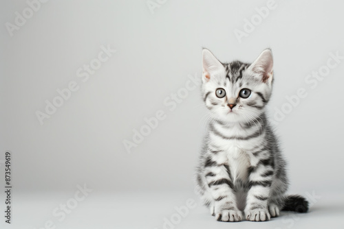 Cute American Shorthair Cat Kitten with Classic Fur Pattern, White Background