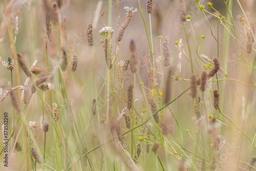 A full frame photograph of wild grasses in a meadow in the Sussex sunshine, with selective focus photo