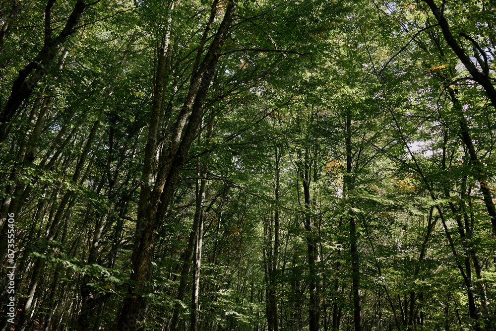 Lush green forest with trees and vibrant leaves lining the roadside, a picturesque travel journey through nature's beauty Lush green forest with trees and vibrant leaves lining the roadside, a picturesque travel journey through nature's beauty