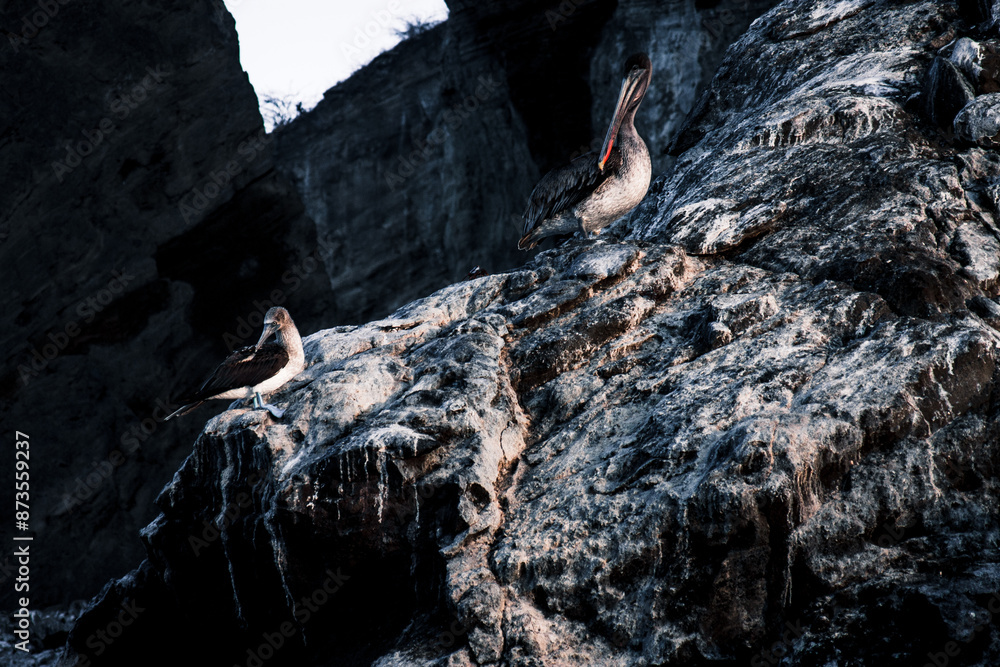 Fototapeta premium Pelican and Booby on Galapagos Cliffs