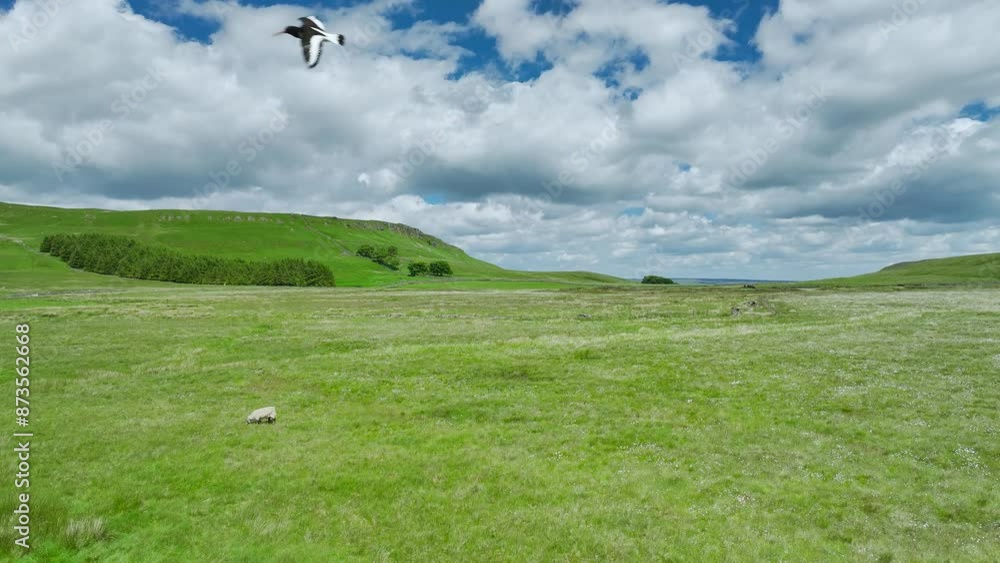 Meadows and Hills over Wharfedale from a drone, Cray, Skipton, Yorkshire Dales, North Yorkshire, England Meadows and Hills over Wharfedale from a drone, Cray, Skipton, Yorkshire Dales, North Yorkshire, England