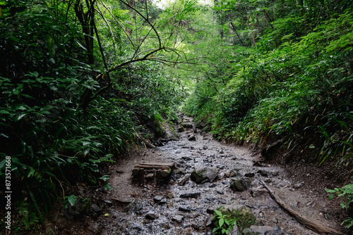 雨に濡れた登山道