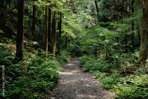 登山道の木漏れ日
