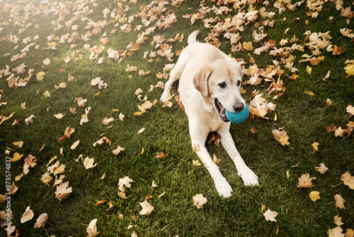 Dog, pet and cheerful animal with ball in garden for companion, hunting or loyalty. Labrador retriever, friendly and playing in autumn for exercise, fitness and emotional support for family or owner photo