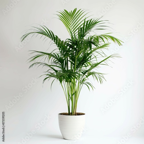 very tall plant pot photography on white background