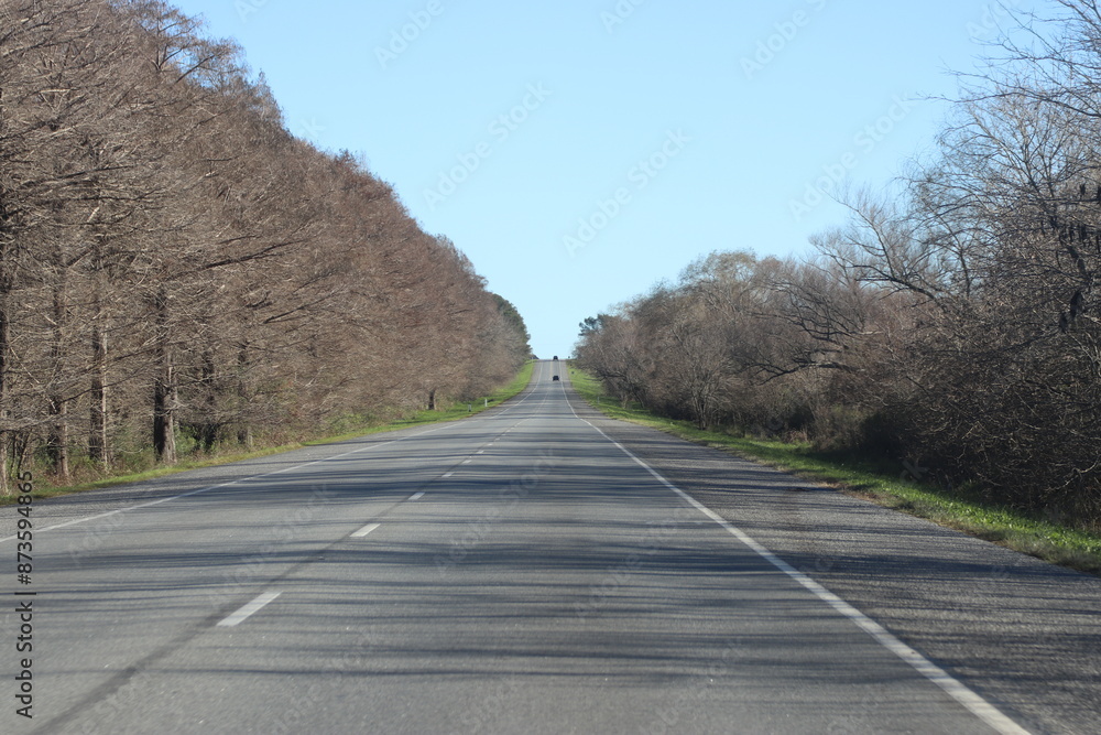 Fototapeta premium Ruta arbolada