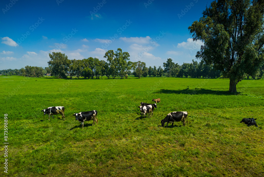 Vacas pastando Vacas pastando