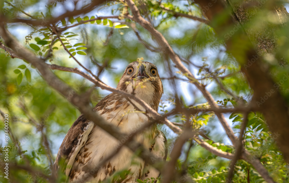 Red-tailed hawk perched in a tree, staring at the camera. Red-tailed hawk perched in a tree, staring at the camera.