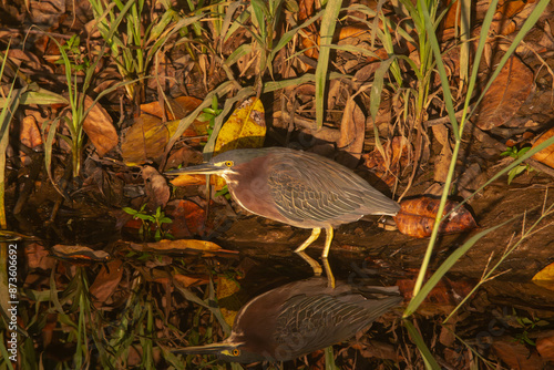 A Green Heron in Costa Rica photo