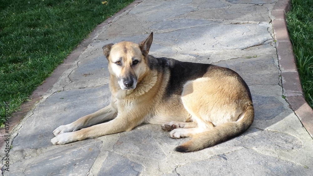 German shepherd dog sitting on the ground. German shepherd dog sitting on the ground.