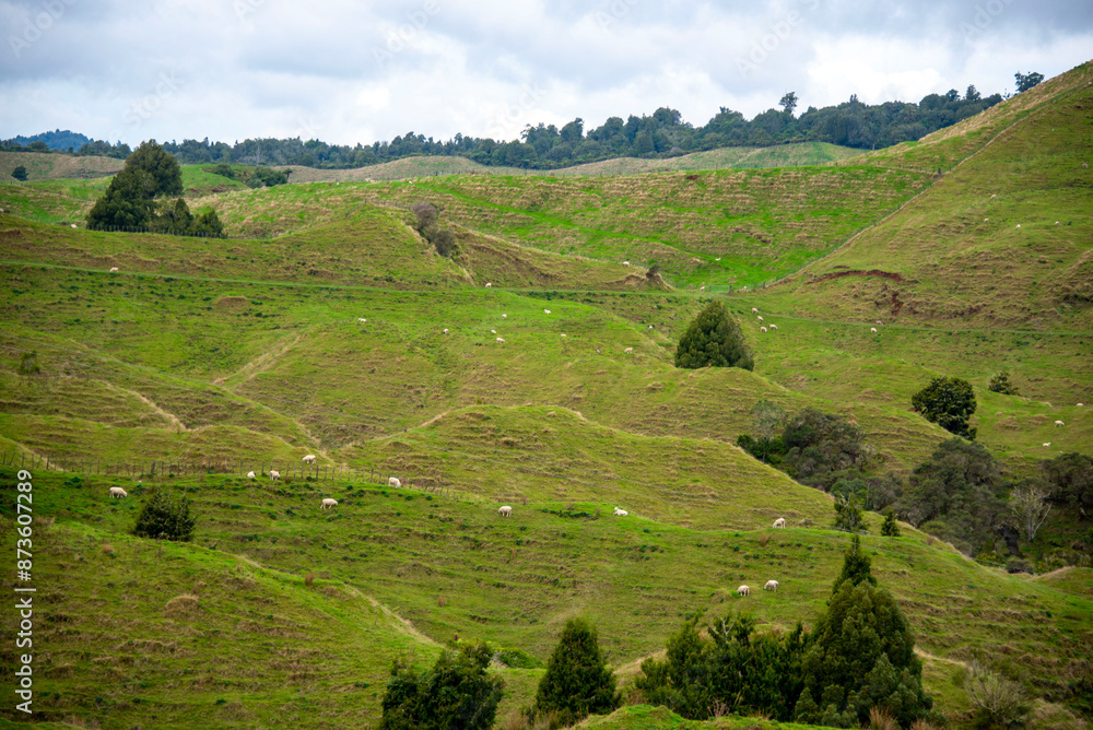 Sheep Pasture in Manawatu-Whanganui Region - New Zealand Sheep Pasture in Manawatu-Whanganui Region - New Zealand