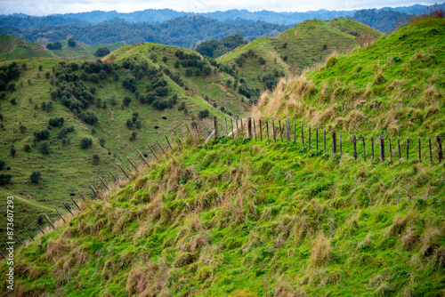 Sheep Pasture in Manawatu-Whanganui Region - New Zealand photo