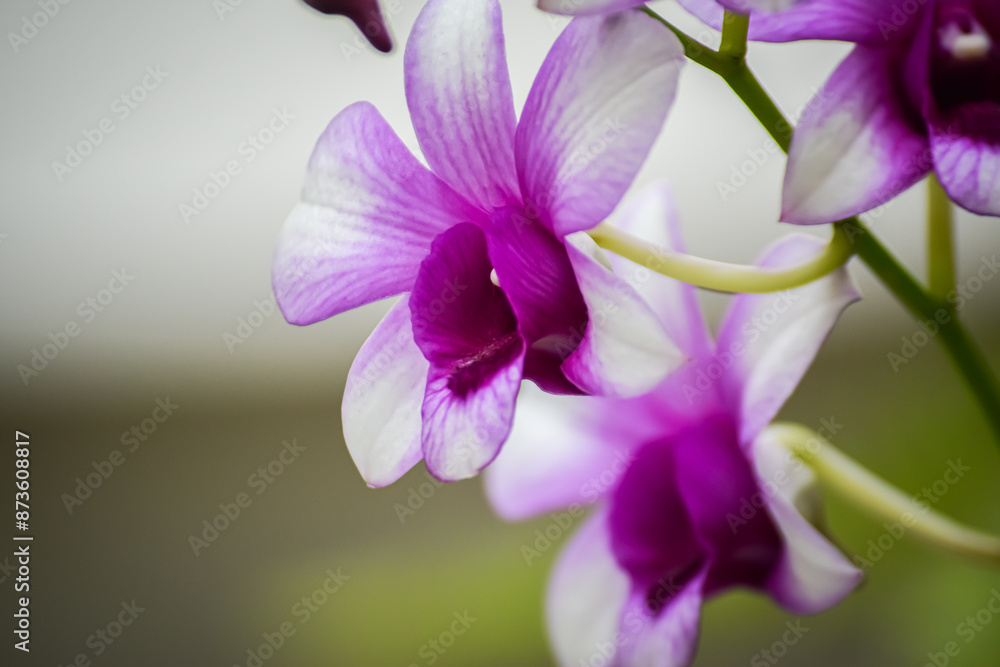 close up of purple orchid close up of purple orchid