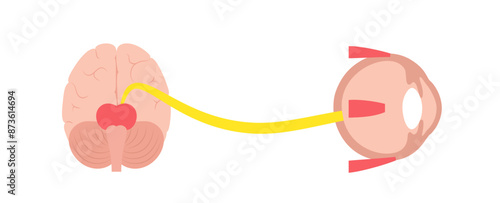 Oculomotor nerve poster