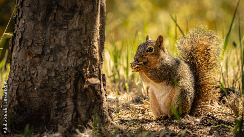 Eastern Fox Squirrel Eastern Fox Squirrel