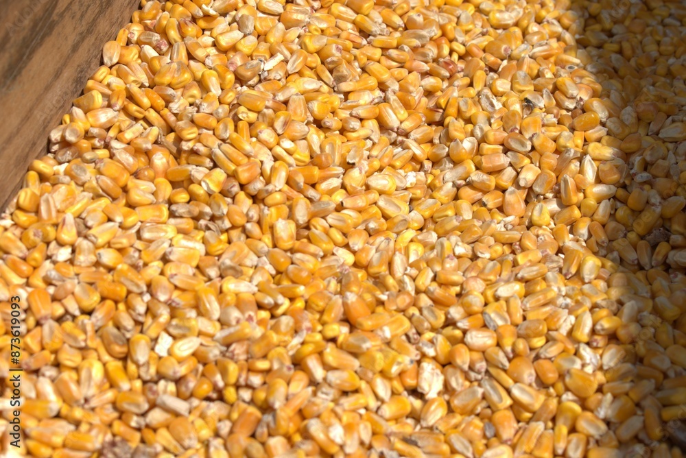 food, market, spice, spices, olive, seed, fruit, dry, ingredient, cooking, cuisine, pepper, green, brown, dried, nuts, red, india, healthy, herbs, bazaar, agriculture, morocco, stall, fresh food, market, spice, spices, olive, seed, fruit, dry, ingredient, cooking, cuisine, pepper, green, brown, dried, nuts, red, india, healthy, herbs, bazaar, agriculture, morocco, stall, fresh