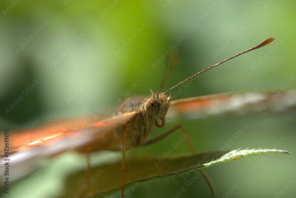 butterfly, insect, nature, flower, animal, macro, summer, wildlife, wings, garden, plant, spring, beauty, fly, orange, colorful, wing, butterflies, beautiful, fauna, small, leaf, tropical, meadow, gra butterfly, insect, nature, flower, animal, macro, summer, wildlife, wings, garden, plant, spring, beauty, fly, orange, colorful, wing, butterflies, beautiful, fauna, small, leaf, tropical, meadow, gra