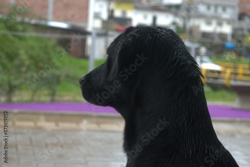 dog, pet, black, animal, labrador, puppy, canine, cute, retriever, breed, mammal, isolated, dogs, animals, portrait, happy, domestic, young, newfoundland, white photo