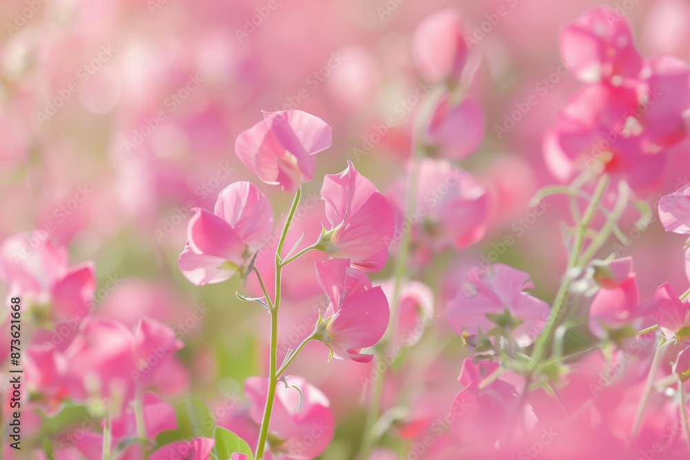 Fototapeta premium Sweet Pea (Lathyrus odoratus) plant background design, creative