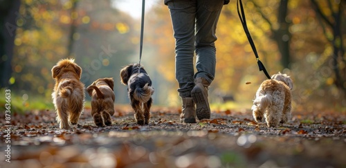 Person Walking Four Small Dogs on Trail in Autumn