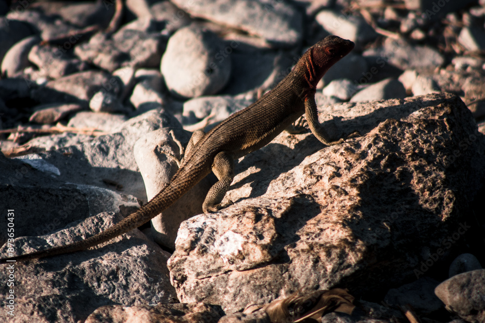 Galapagos Lava Lizard on Rocky Terrain Galapagos Lava Lizard on Rocky Terrain
