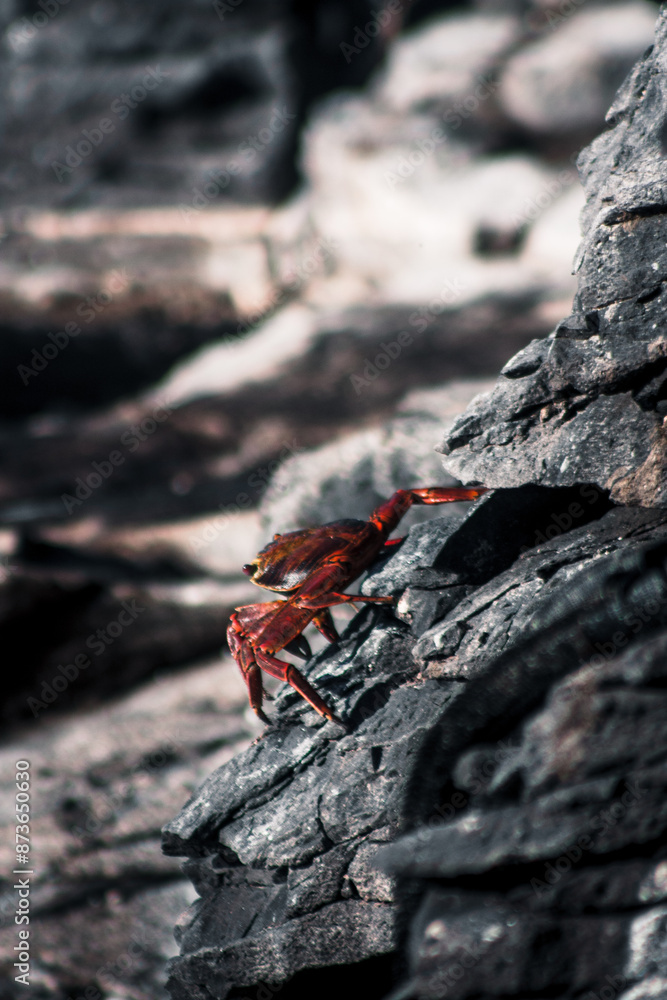 Sally Lightfoot Crab Scaling Galapagos Rocks Sally Lightfoot Crab Scaling Galapagos Rocks