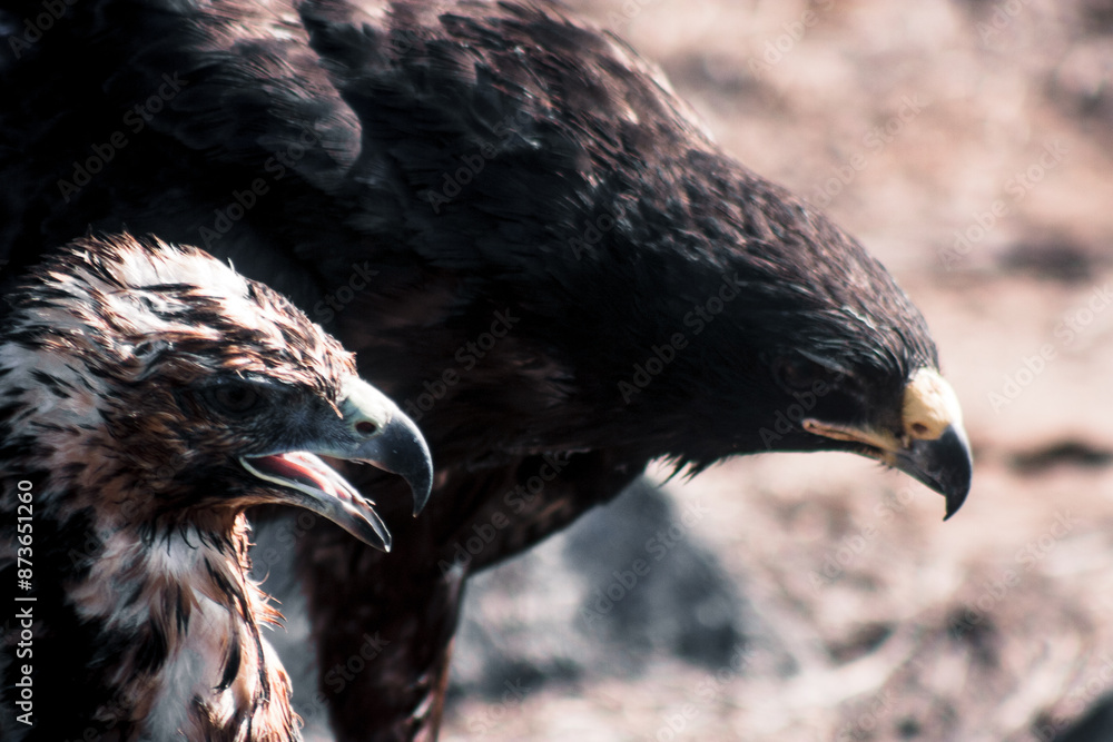Fototapeta premium Intimate Moment Between Galapagos Hawks