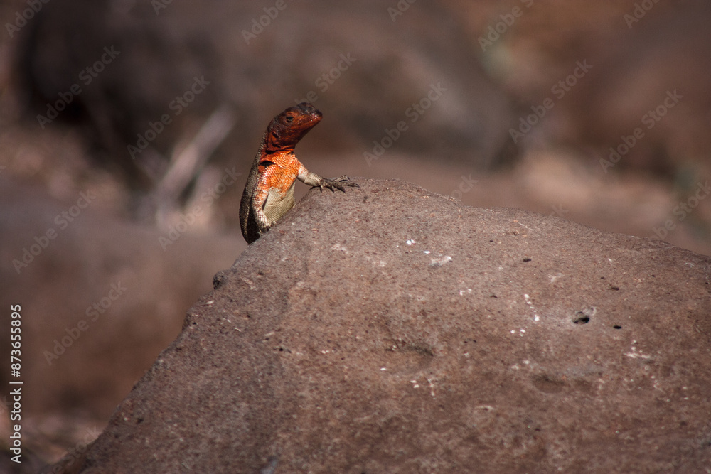 Galapagos Lava Lizard on Volcanic Rock Galapagos Lava Lizard on Volcanic Rock