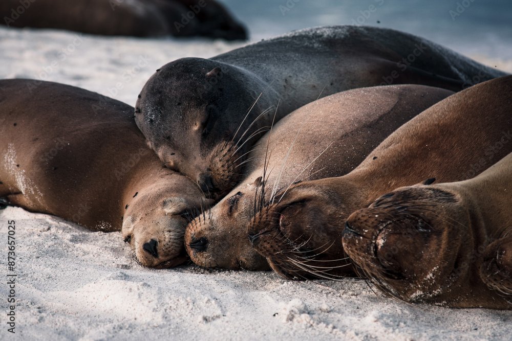 Fototapeta premium Tranquil Galapagos Sea Lions Resting on Sandy Shore