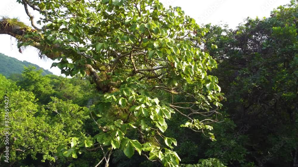 Drone Circling Lively Tree Branch, High Up in Rainforest Ecosystem Drone Circling Lively Tree Branch, High Up in Rainforest Ecosystem