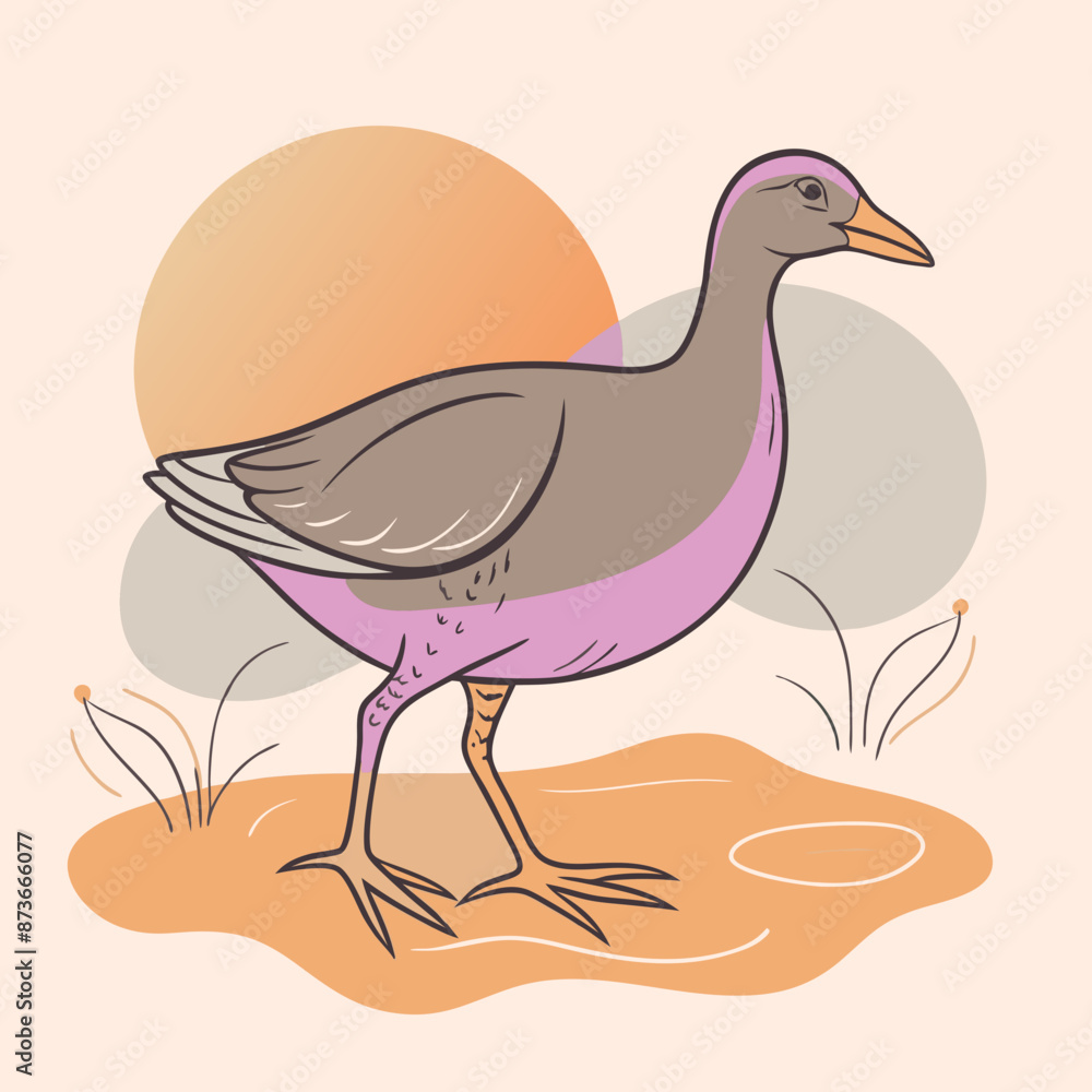 Fototapeta premium Wild Common Moorhen close up in her habitat vector illustration