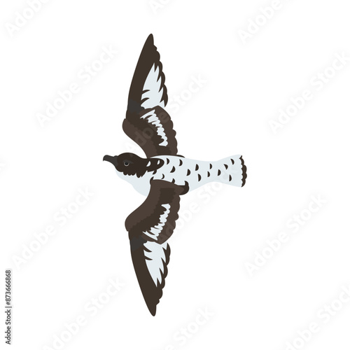 マダラフルマカモメ。フラットなベクターイラスト。
Cape petrel. Flat vector illustration. photo