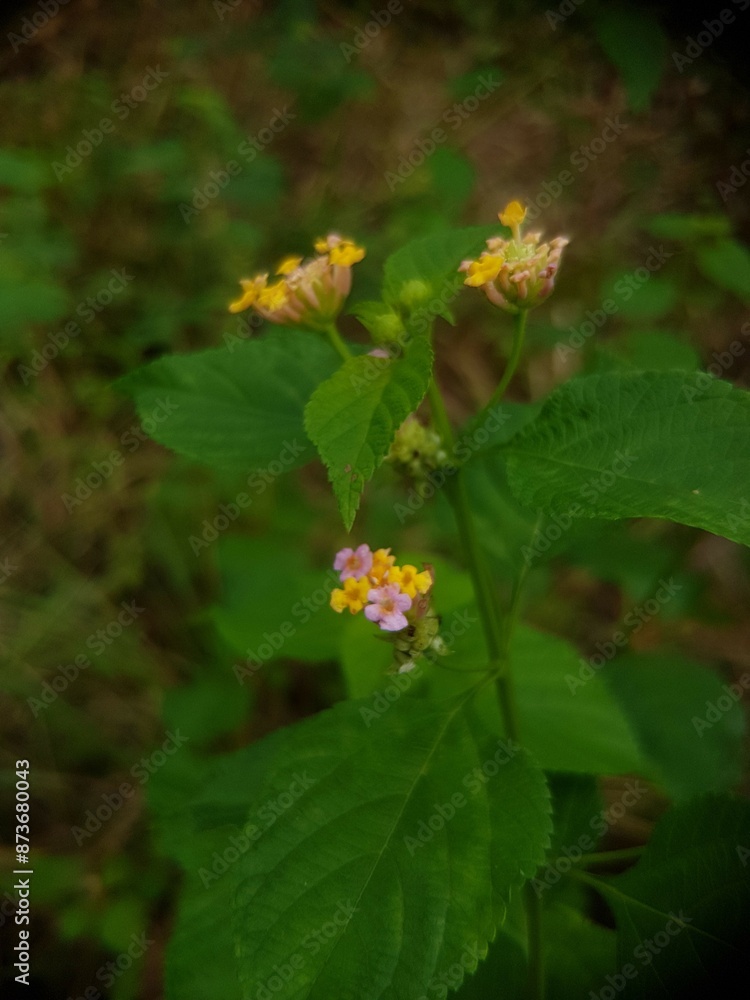 Closeup of yellow flower on blurred green background with copy space using as background natural flora landscape, ecology cover page concept. Closeup of yellow flower on blurred green background with copy space using as background natural flora landscape, ecology cover page concept.
