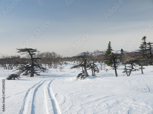 Riding on winter tundra landscape with fresh snowmobile trace, rare endemic Kurile larch trees and Stokap Stratovolcano Bogatyr Ridge in background on Iturup, Kuril islands photo