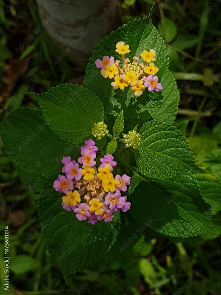 Closeup of yellow flower on blurred green background with copy space using as background natural flora landscape, ecology cover page concept. Closeup of yellow flower on blurred green background with copy space using as background natural flora landscape, ecology cover page concept.