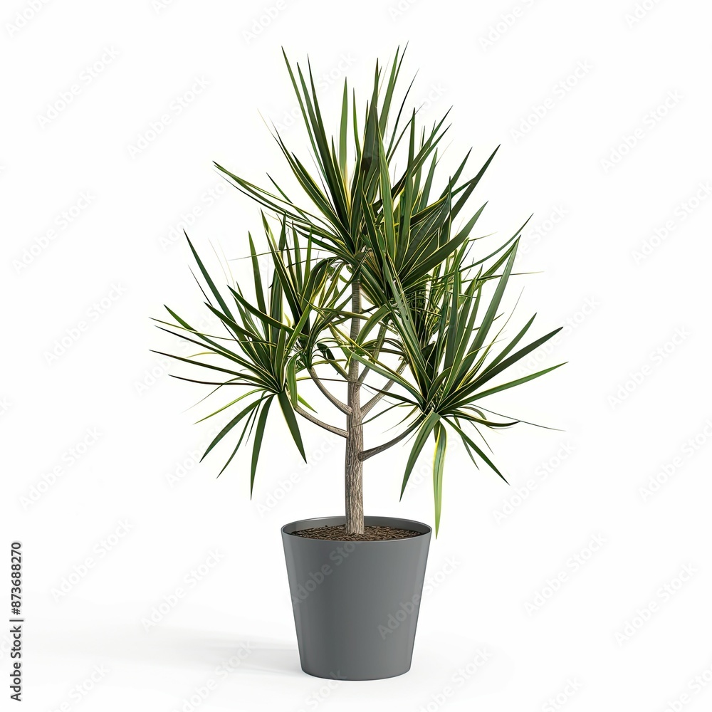 very tall plant pot photography on white background very tall plant pot photography on white background