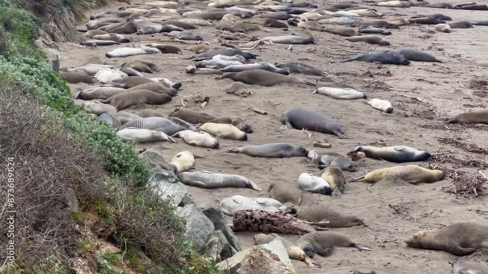 Cinematic wide booming up shot of the Northern Elephant Seal Rookery in San Simeon, California. 4K Cinematic wide booming up shot of the Northern Elephant Seal Rookery in San Simeon, California. 4K